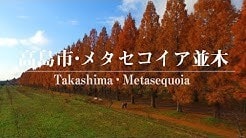メタセコイア並木 ドローン空撮(滋賀県高島市) ムーブメント・ラボ3空泳の世界 4K DRONE Metasequoia