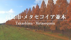メタセコイア並木 ドローン空撮(滋賀県高島市) ムーブメント・ラボ3空泳の世界 4K DRONE Metasequoia